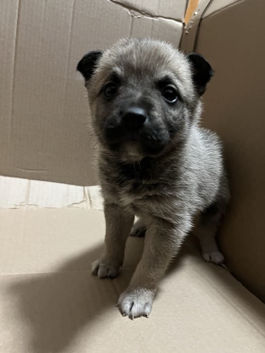 Отдаем щенка в хорошие руки