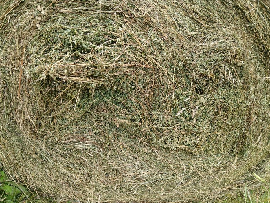 Baloti lucerna 160/120
