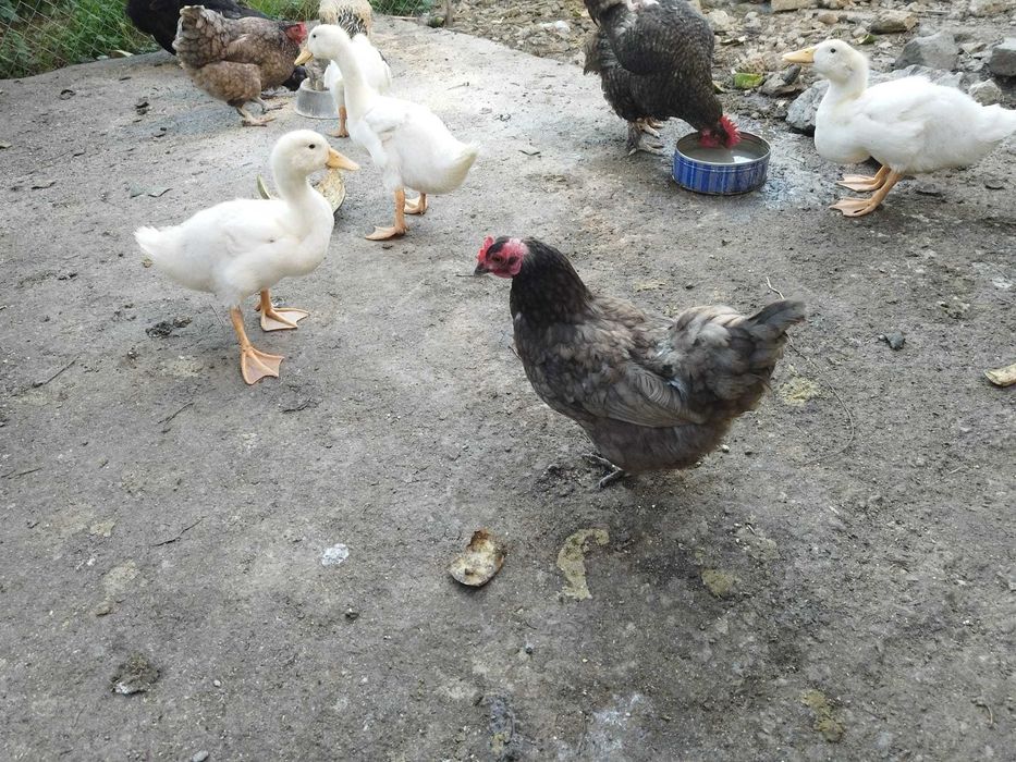Vand sau schimb rate Pekin de cateva lu i