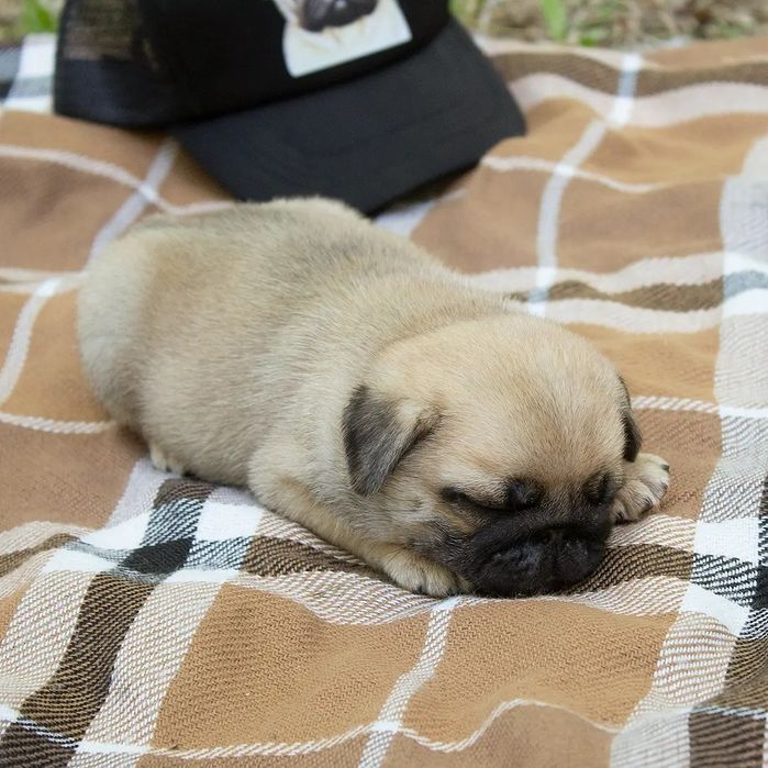 Резерв на щеночков мопса