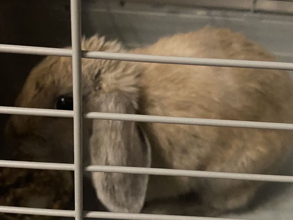 Отдам декоративного кролика с клеткой,кормом,поилкой