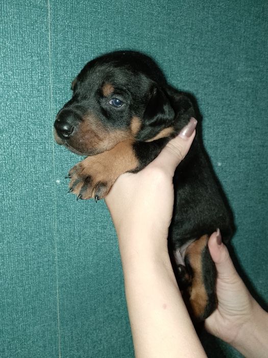 Продам щенка добермана