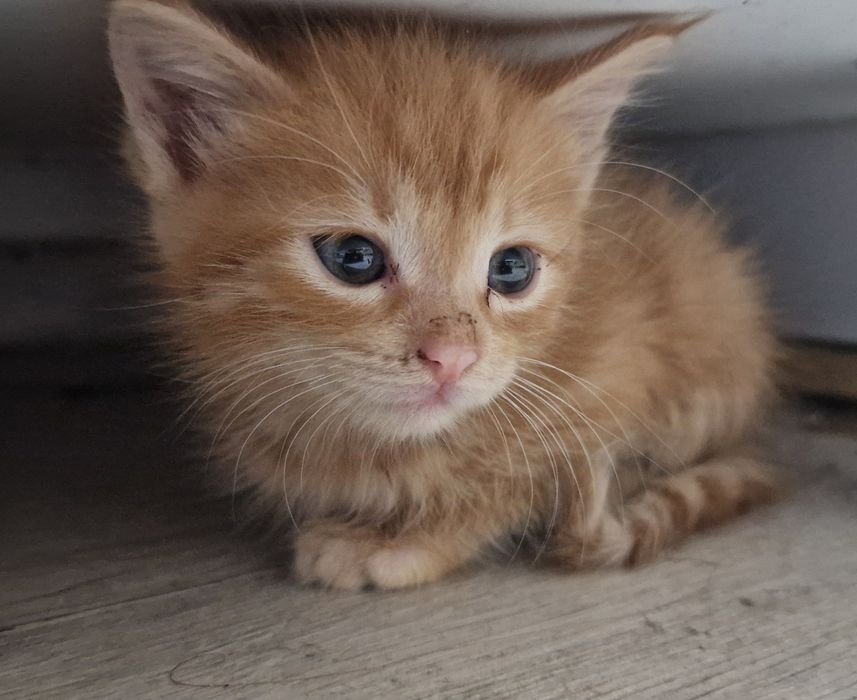Отдам котят в хорошие добрые руки
