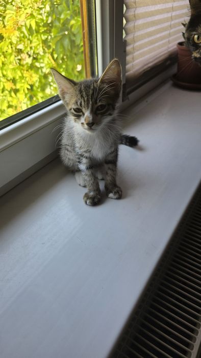 Котята бесплатно, бепул мушукчалар