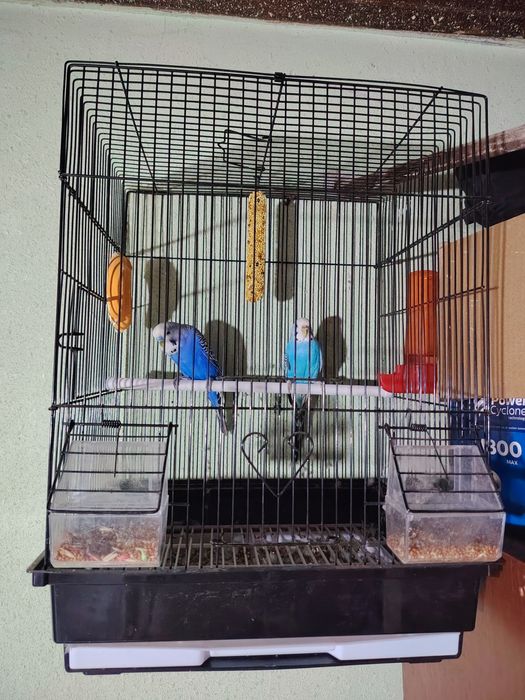 Toti quwla sotiladi 1 juft qafasiblan sotiladi