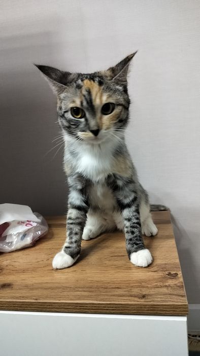 Кошка породистая