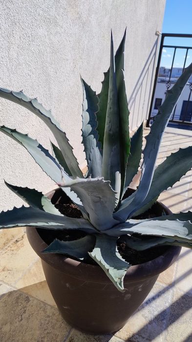 De vânzare agave, americane și albastre.