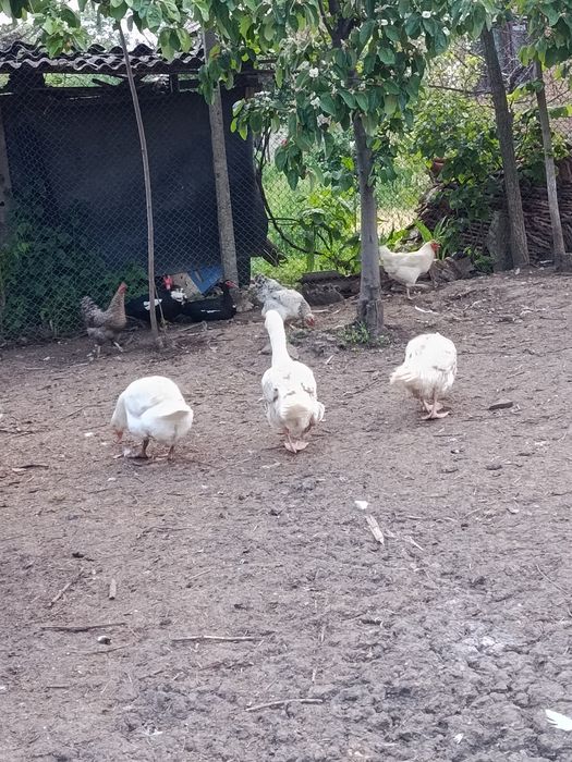 Gâște de vânzare 170 lei bucată 2 gâște și un gâscan