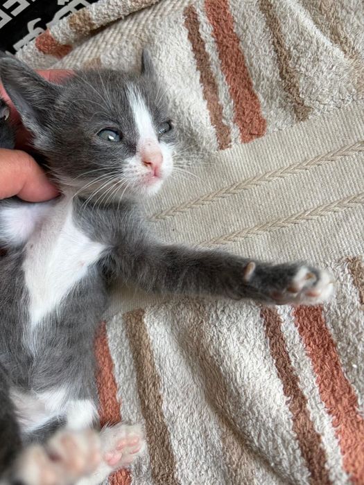 КОТЯТА в добрые руки!!!