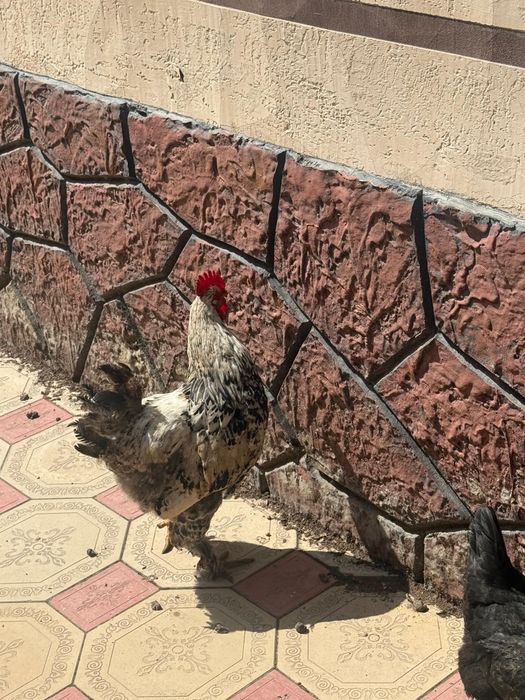 Петухи молодые 2