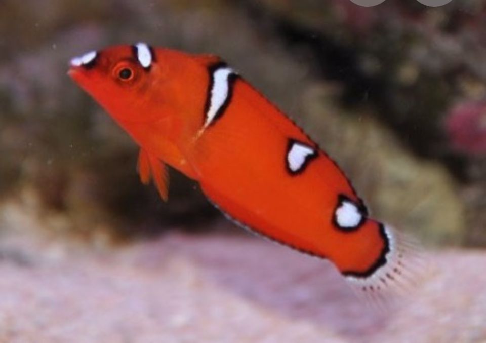 Рыбки   морские