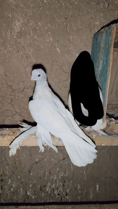 Голуби кабутарлар кафтар