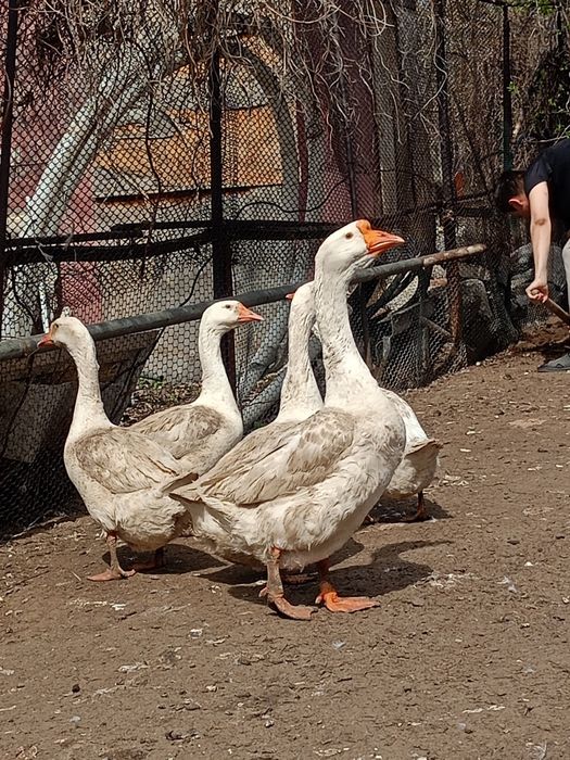 Продам Гусей Линда семья 4+1