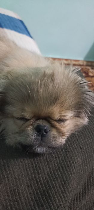 ПЕКИНЕС чистокровный кобель