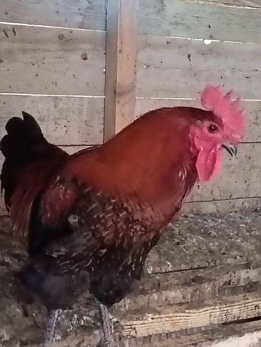 Cocosi de rasa Marans