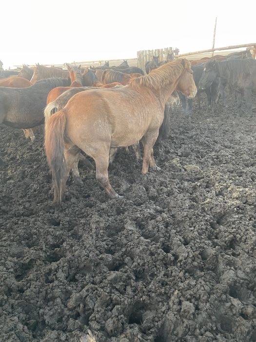 Продам кобылу 7 лет