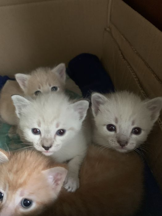 Отдам котят в добрые руки