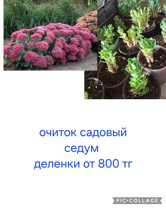 Многолетние цветы  для сада