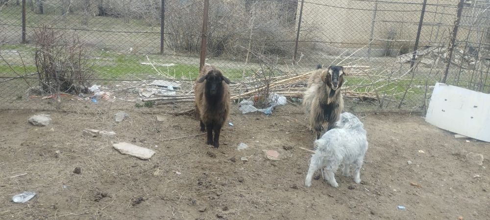 Ешкі лақ сатылады