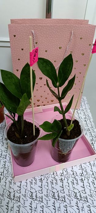 Долларовое дерево:1500 тенге