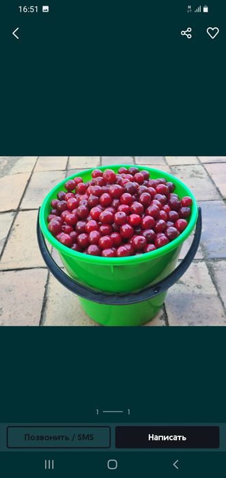 Продам крупные  вишни,малина