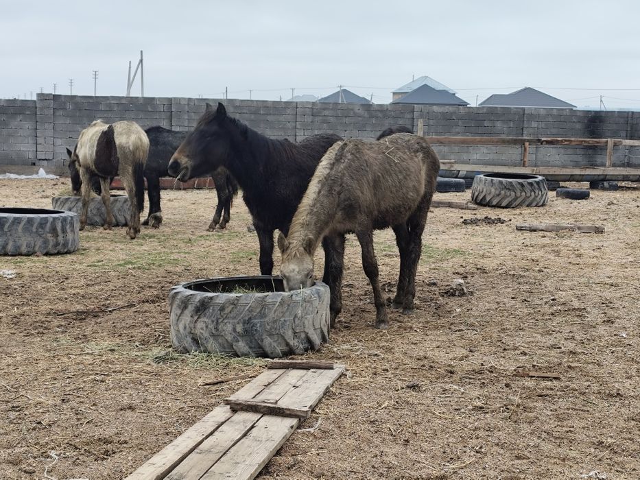 Полтарашка тайлар сатылады