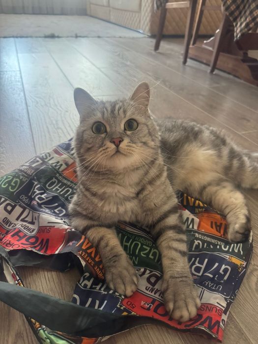 Шотладский прямоухий кот, в добрые руки