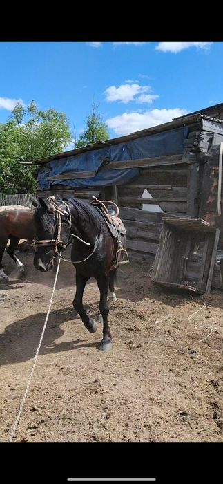 Продам Жеребец 5 лет
