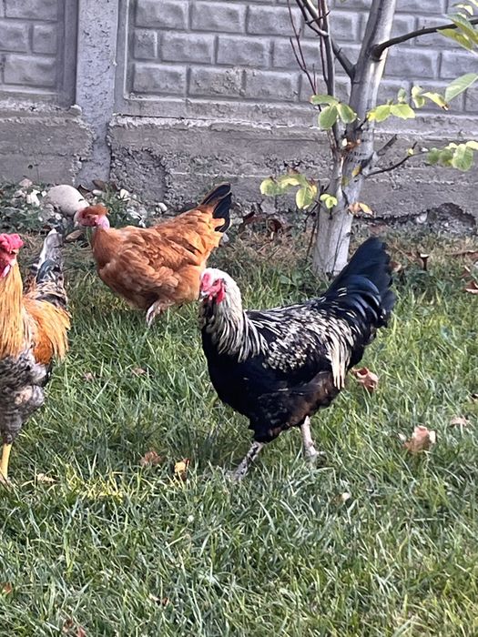 Продам молодых активных петушков