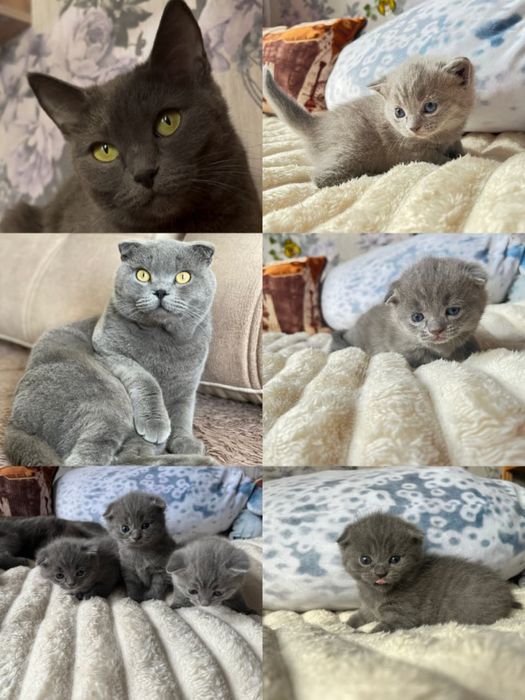 Бронь британских котят