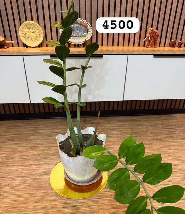 Продам разные комнатные цветы от 2000