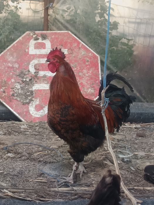 Vând cocos Marans de anul trecut