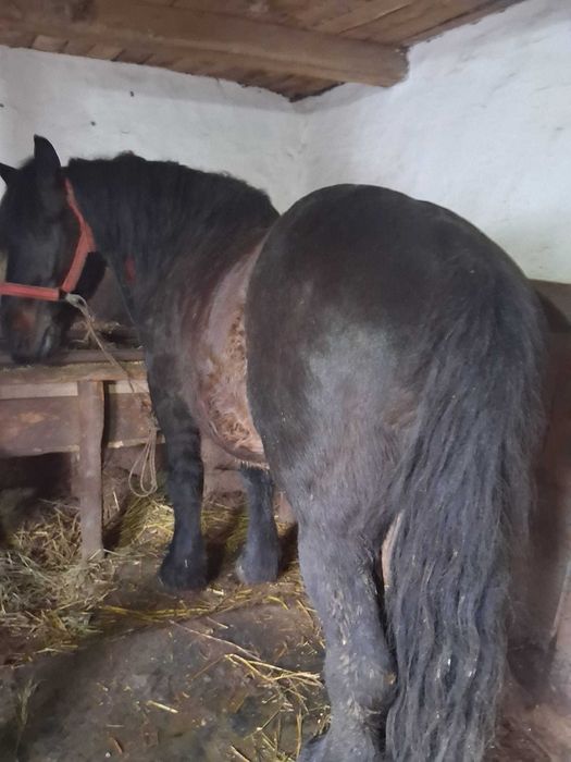 Cal de vanzare semigreu