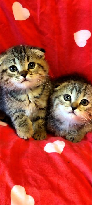 Продаются шотландские вислоухие