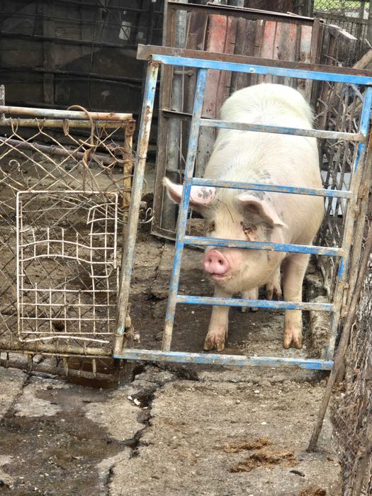 Продавам прасе домашно