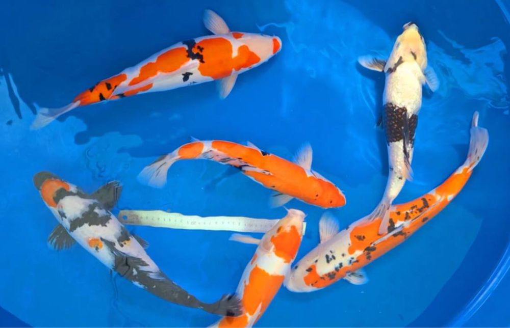 Кои рыба для пруда