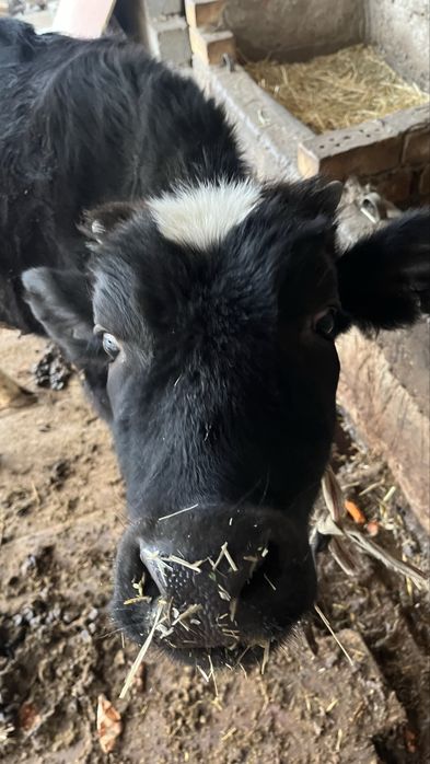 екі ұрғашы бұзау