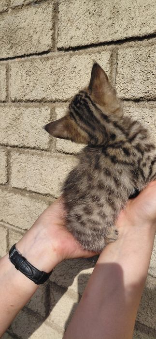 Котенок породистый
