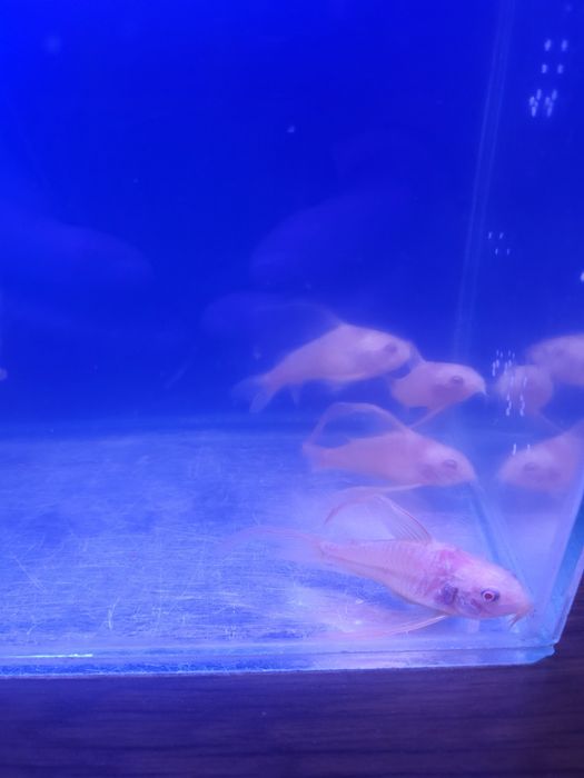 Коридорас Албинос