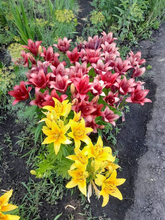 Продам дачу в 21 колективе