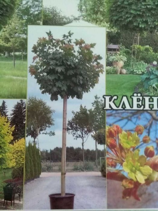 Manzarali gul daraxtlar katalpa
