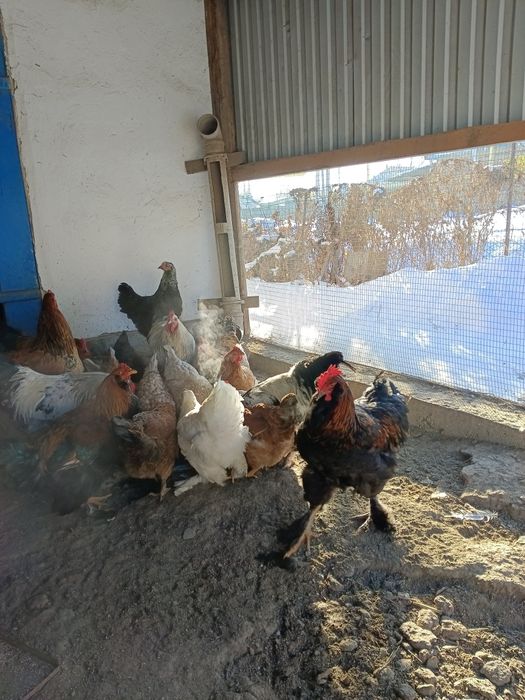 Продам петушков Брама