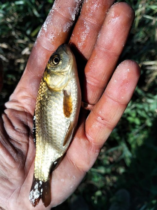 Caras viu pentru populare