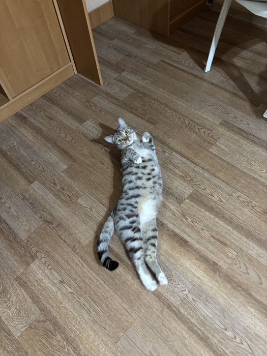 Отдам кошечку в добрые руки)