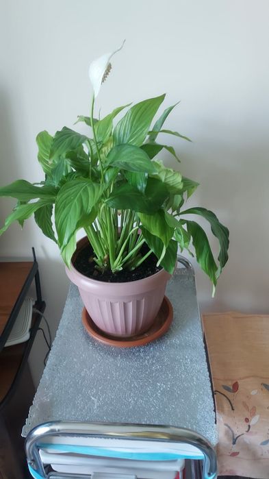 Продам цветок в горшке