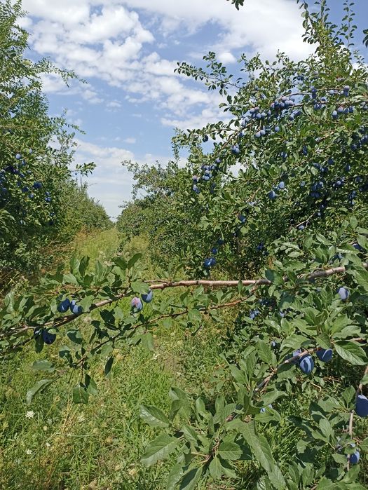 Слива Стэнли чернослив
