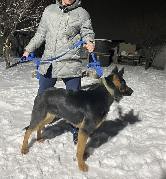 Гарантия. Собака