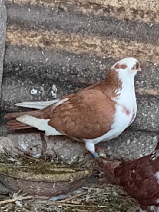 De vinzare iepuri berbec si porumbei de mai multe rase