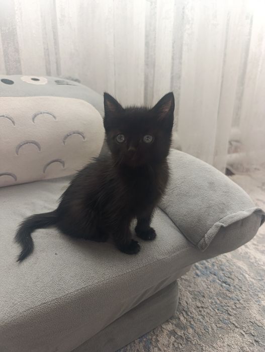 Отдам котят в хорошие руки
