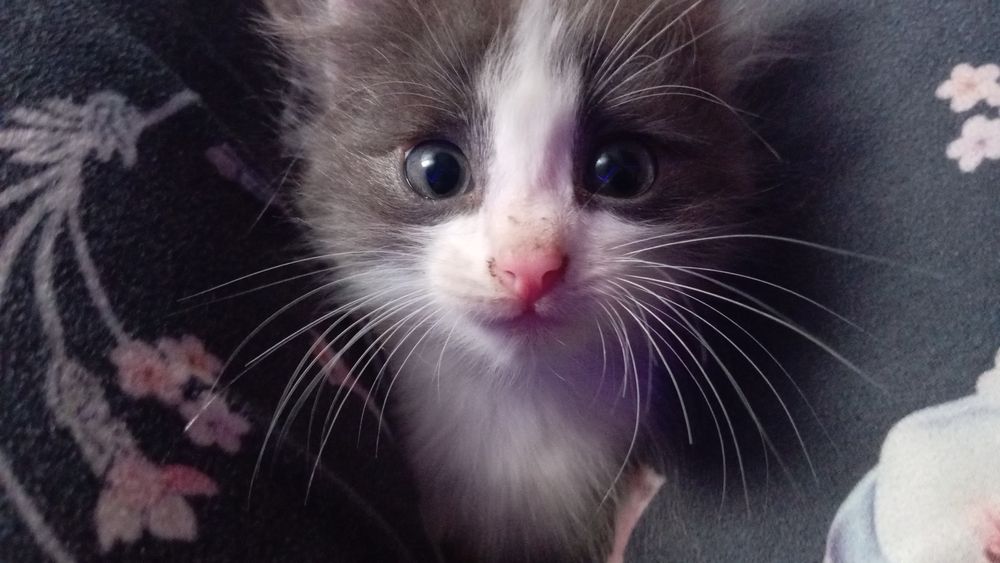 Котята 1,5 месяца